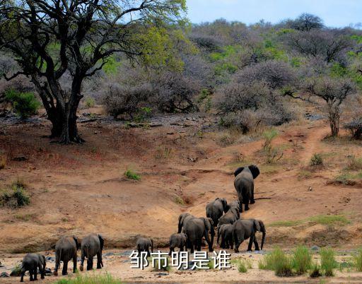 wbo皺市明哪個(gè)臺,鄒市明當選上海市拳擊協(xié)會(huì )會(huì )長(cháng)