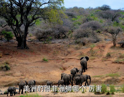  美洲豹跟非洲獅哪個(gè) 厲害