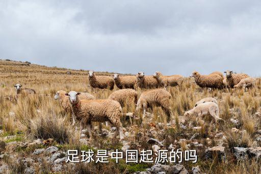 足球?qū)儆谥袊?guó),足球中8號(hào)屬于什么位置