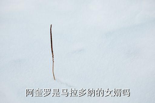 阿奎羅是馬拉多納的女婿嗎