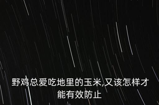  野雞總愛吃地里的玉米,又該怎樣才能有效防止