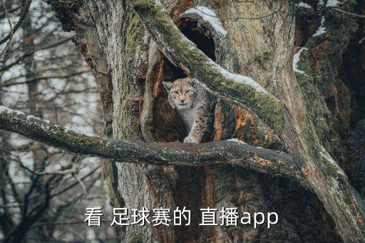 看 足球賽的 直播app