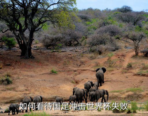 如何看待國(guó)足沖擊世界杯失敗