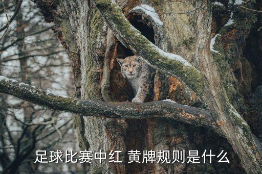  足球比賽中紅 黃牌規(guī)則是什么
