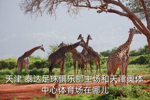 泰達(dá)足球場,天津泰達(dá)足球場