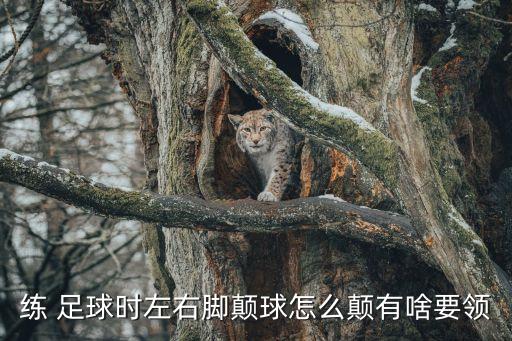 練 足球時(shí)左右腳顛球怎么顛有啥要領(lǐng)