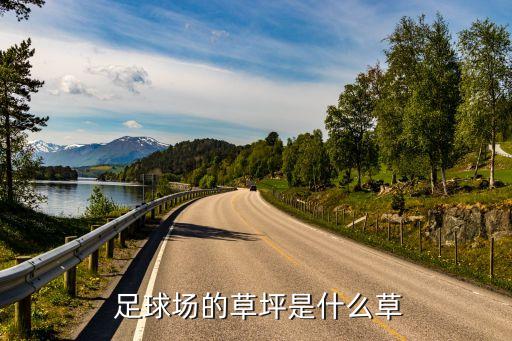  足球場的草坪是什么草