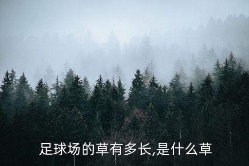 足球場的草有多長,是什么草