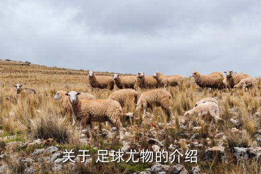 關(guān)于 足球尤物的介紹