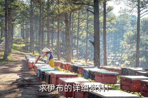 求伊布的詳細資料!