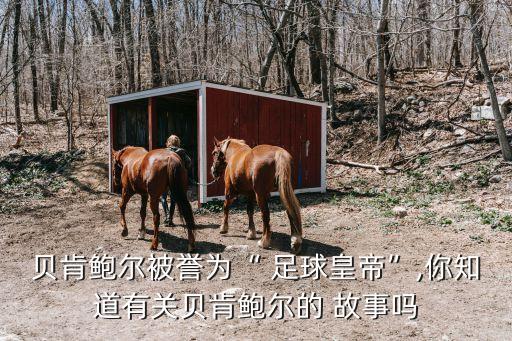 足球明星強強的故事,中國足球明星的勵志故事簡短