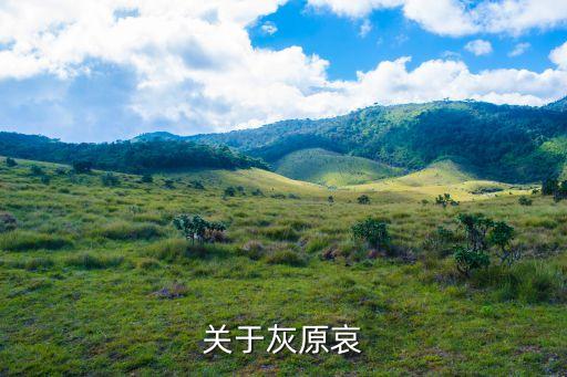 灰足球花,花滑和足球的小說