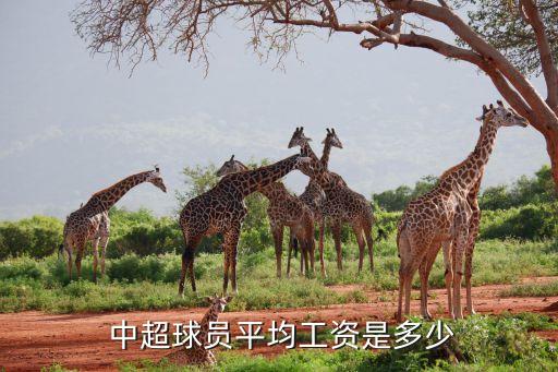 中超球員平均工資是多少